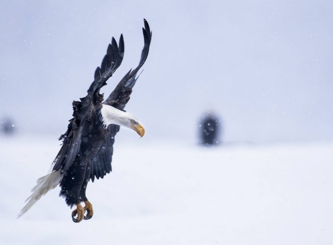 Wallpaper Eagle, Alaska, 5k, 4k wallpaper, HD, flight, winter, snow, National Geographics, Animals 9361415644